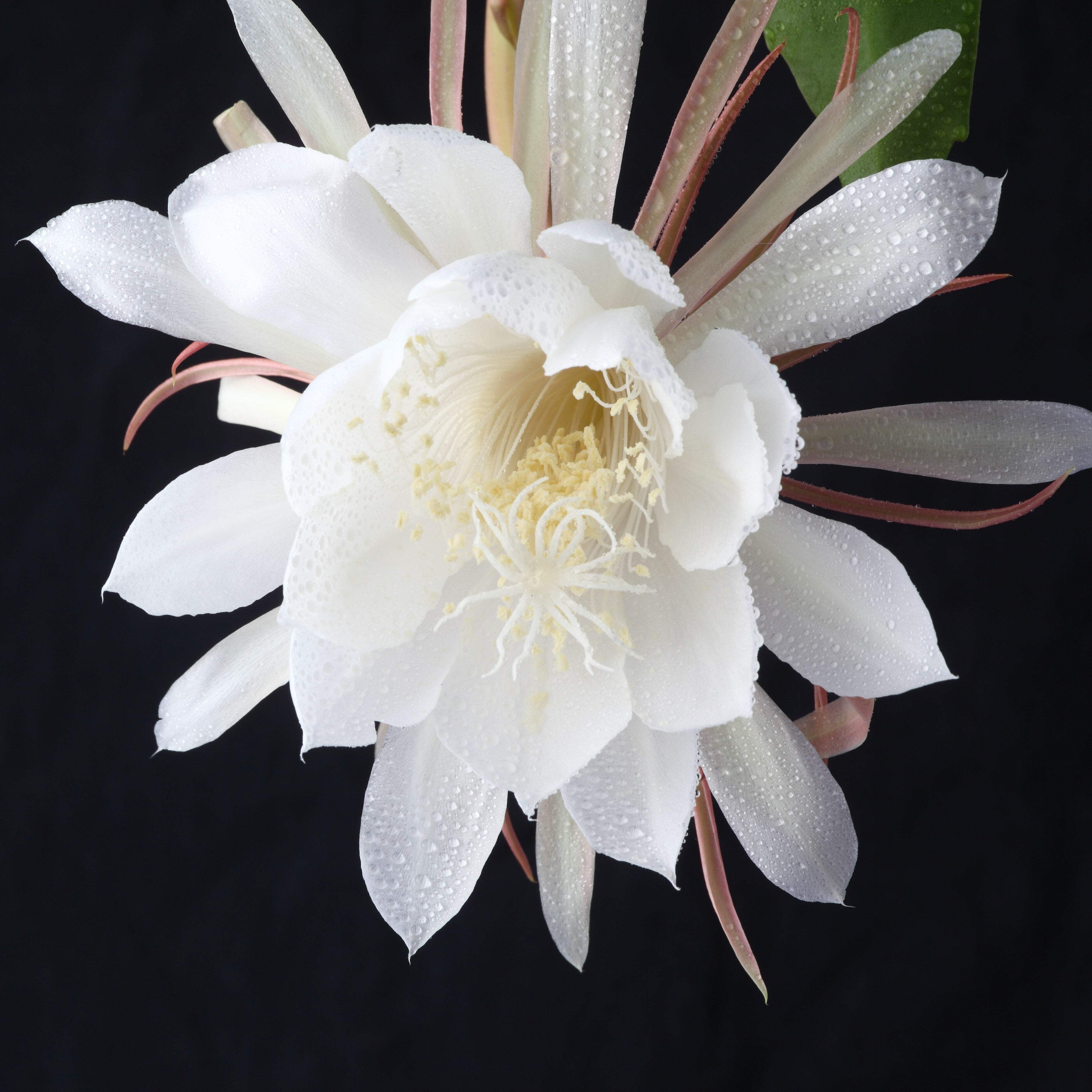 Easy to Grow 2 Epiphyllum Orchid Cactus Queen of the Night Succulent Plants, Indoor Outdoor