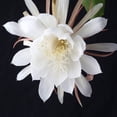 thumbnail image 1 of Easy to Grow 2 Epiphyllum Orchid Cactus Queen of the Night Succulent Plants, Indoor Outdoor, 1 of 3