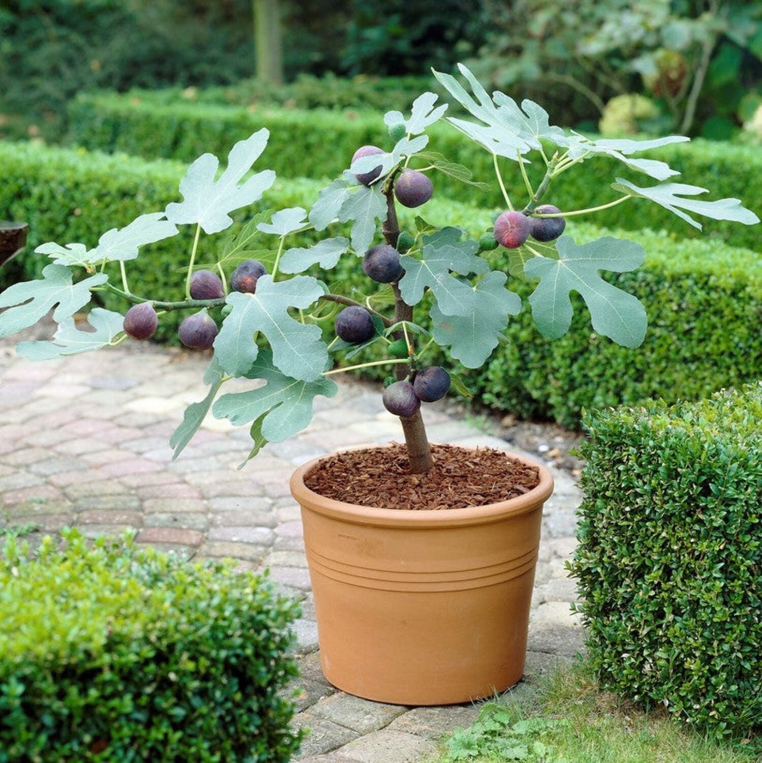 Easy to Grow Fig Chicago Hardy Tree 2 Pack Rooted Starter Plants in Quart Pots