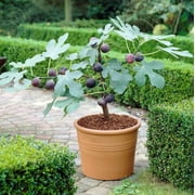 Easy to Grow Fig Chicago Hardy Tree 2 Pack Rooted Starter Plants in Quart Pots