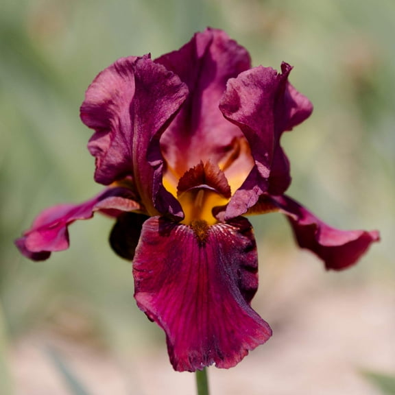 Easy to Grow Bearded Iris Bernice's Legacy 3 Bulbs, Flowers Spring & Fall, Plant Full Sun Outdoor