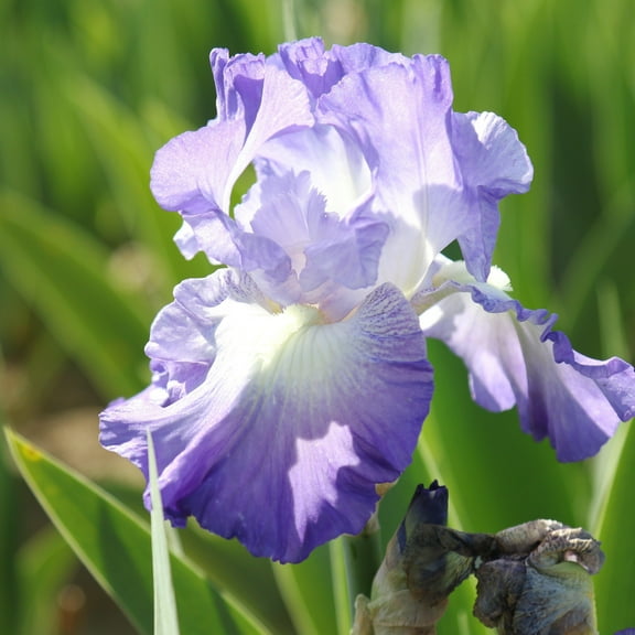 Easy to Grow Bearded Iris City Lights 3 Bulbs, Flowers Spring & Fall, Plant Full Sun Outdoor