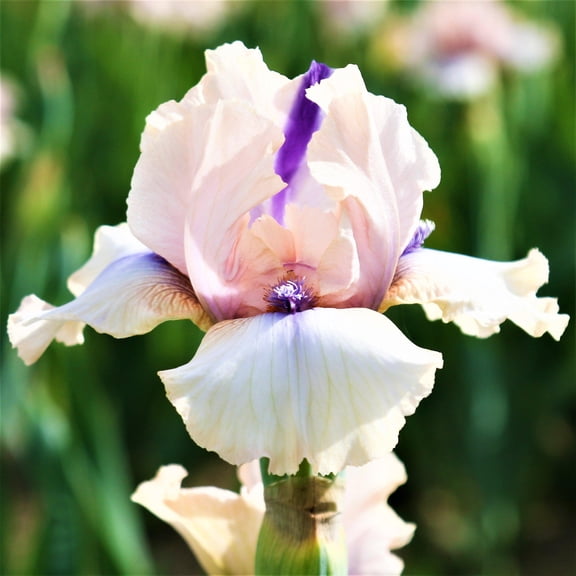 Bearded Iris Concertina 3 Rhizomes, Pink & Purple Spring Reblooming Flower Bulbs