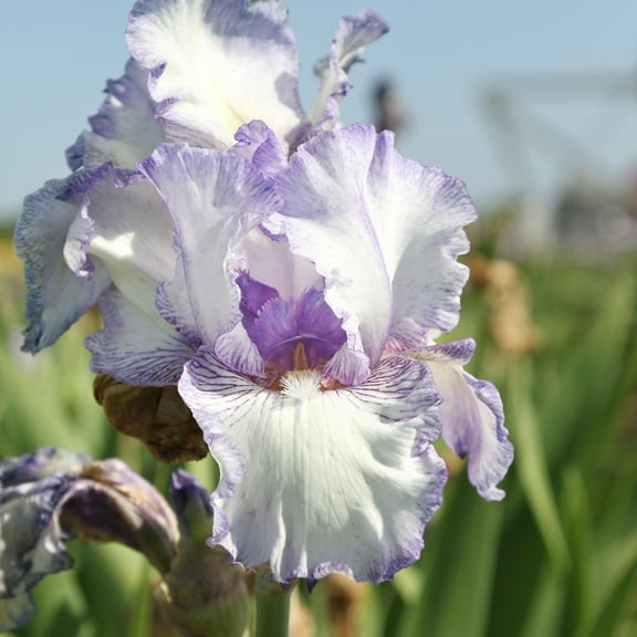 Easy to Grow Bearded Iris Earl of Essex 3 Bulbs, Flowers Spring & Fall, Plant Full Sun Outdoor