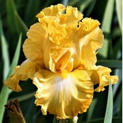 Easy to Grow Bearded Iris Eggnog 3 Bulbs, Flowers Spring & Fall, Plant Full Sun Outdoor