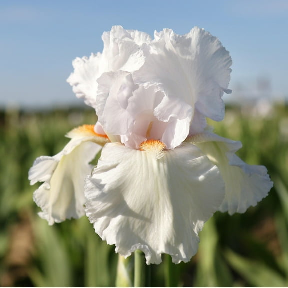 Easy to Grow Bearded Iris Eternal Bliss 3 Bulbs, Flowers Spring & Fall, Plant Full Sun Outdoor