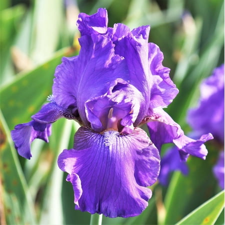 Bearded Iris His Royal Highness 3 Rhizomes, Purple Spring Reblooming Flower Bulbs