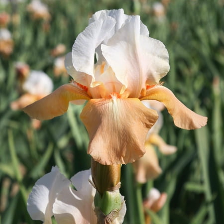 Bearded Iris Invitation 3 Rhizomes, Orange & White Spring Reblooming Flower Bulbs