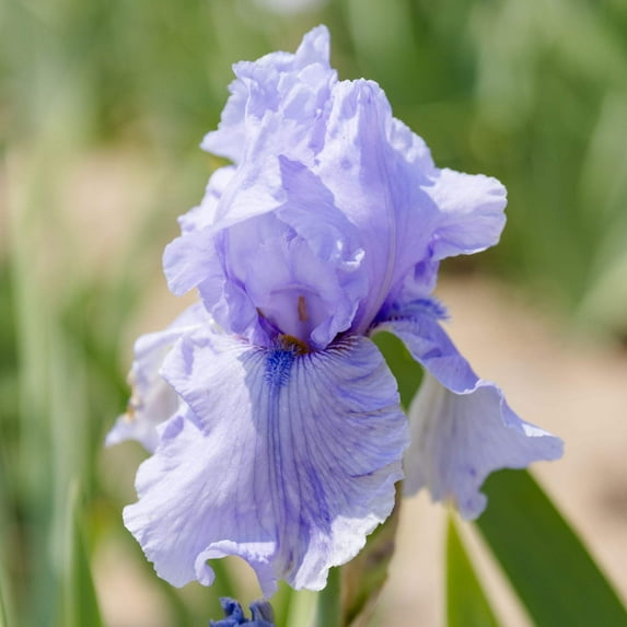 Easy to Grow Bearded Iris Rio Vista 3 Bulbs, Flowers Spring & Fall Zones 3-10