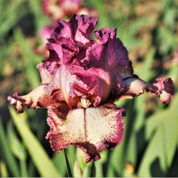 Easy to Grow Bearded Iris Rockstar 3 Bulbs, Flowers Spring & Fall, Plant Full Sun Outdoor