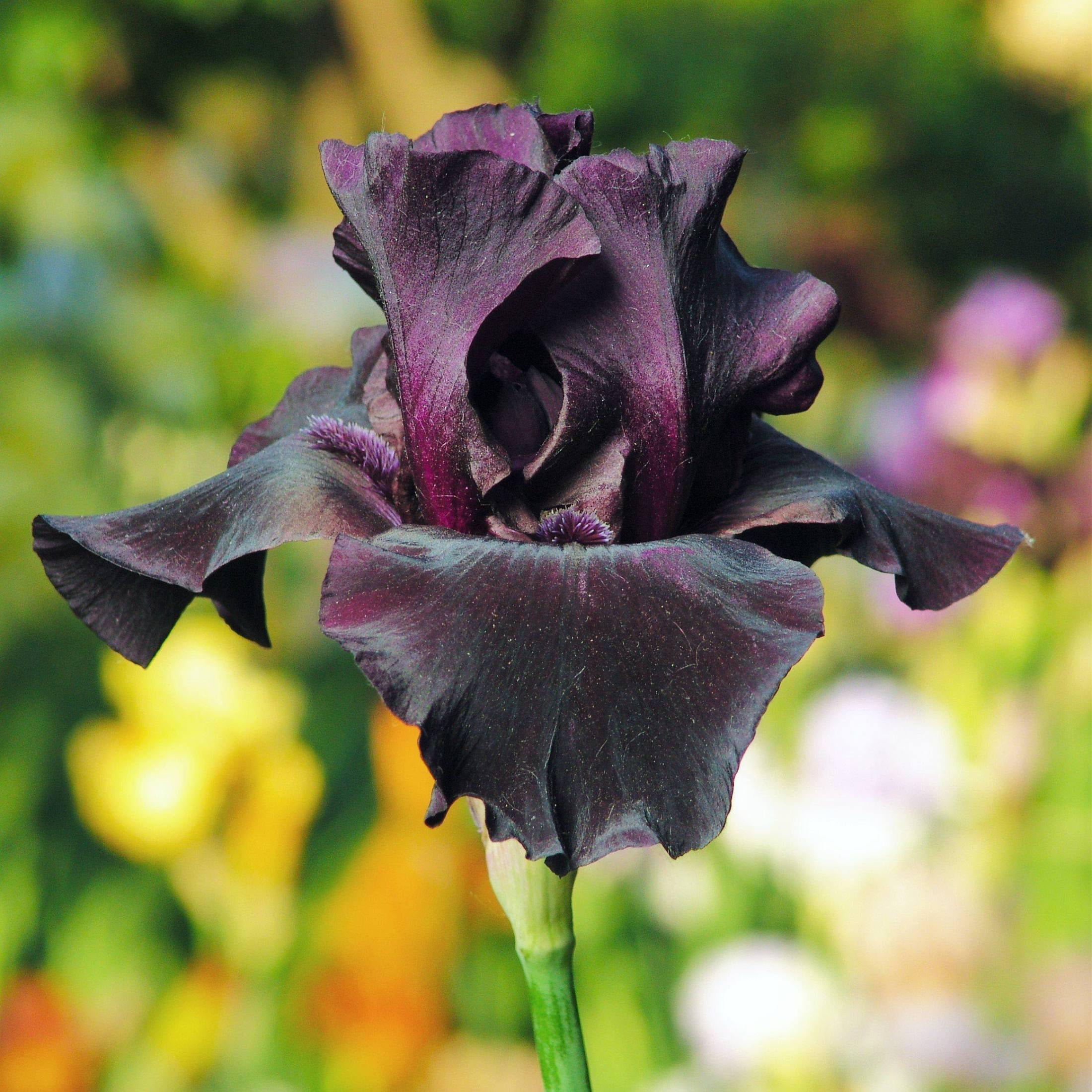 Easy to Grow Bulbs Bearded Iris Immortality - Thumbnail 3
