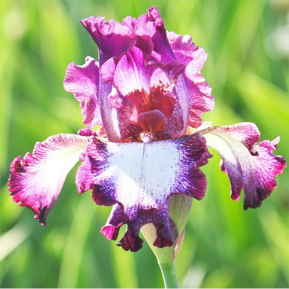 Easy to Grow Bearded Iris Tennison Ridge 3 Bulbs, Flowers Spring & Fall, Plant Full Sun Outdoor