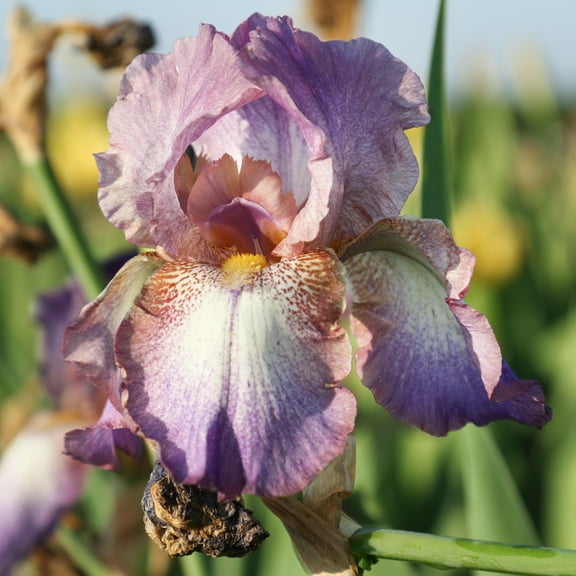 Easy to Grow Bearded Iris Wine Festival 3 Bulbs, Flowers Spring & Fall, Plant Full Sun Outdoor
