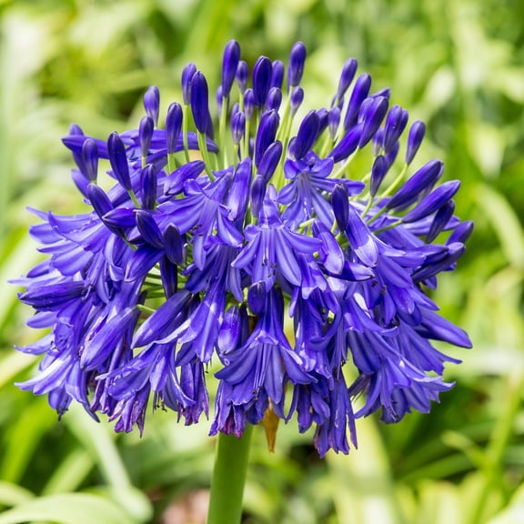 Easy to Grow Agapanthus Black Buddhist 1 Plant Root, Purple Blooms Summer