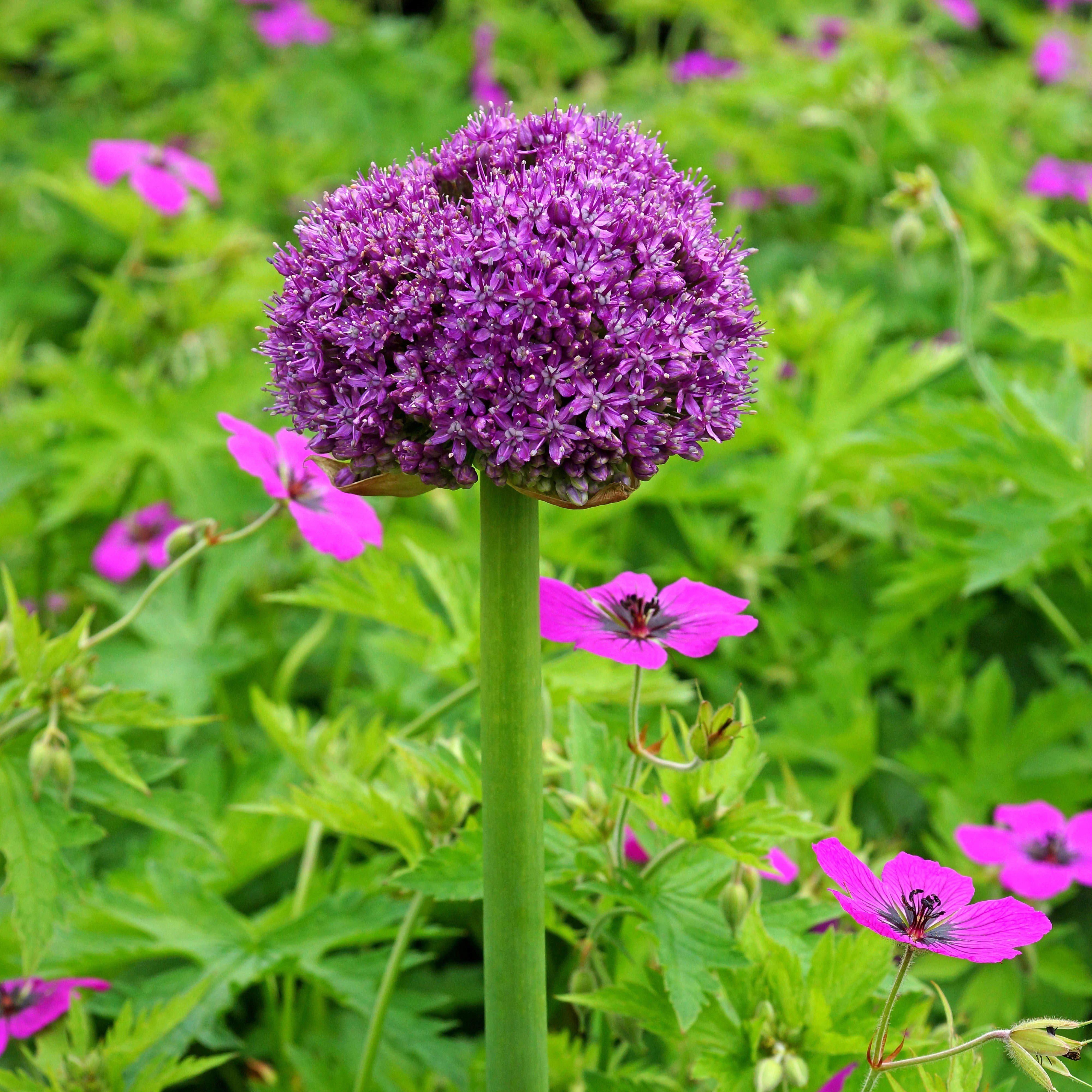 Easy to Grow Allium Giganteum 3 Plant Bulbs, Spring Summer Flower Sun Zones 5-8