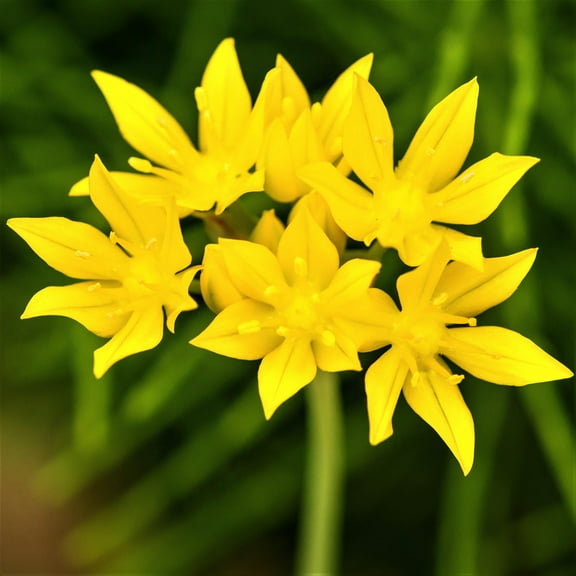 Easy to Grow Allium Moly Golden Onion 20 Plant Bulbs, Flowers Spring to Summer Outdoor Full Sun