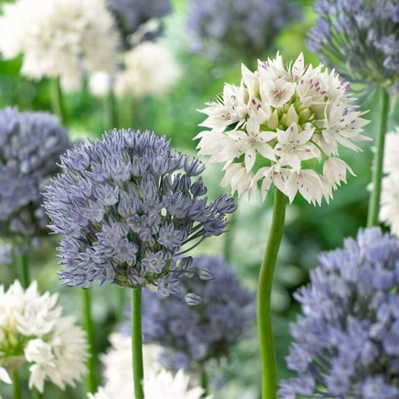 Easy to Grow Allium Ocean Magic Mix 60 Plant Bulbs, Flowers Spring to Summer Outdoor Full Sun