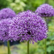 Easy to Grow Allium Globemaster 3 Plant Bulbs, Globe Flowers Spring to Summer Outdoor Full Sun