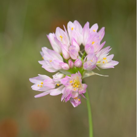 Easy to Grow Allium Roseum Rosy Garlic 20 Plant Bulbs, Spring Summer Flowers Sun Outdoor