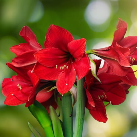 Easy to Grow Amaryllis Ferrari 5 Plant Bulbs, Flower Indoor Holiday or Outdoor Spring Bloom