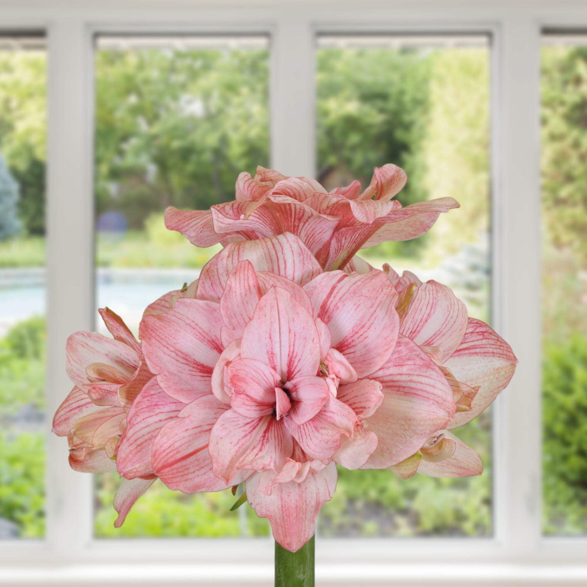 Easy to Grow Bulbs Amaryllis Replay - Thumbnail 3