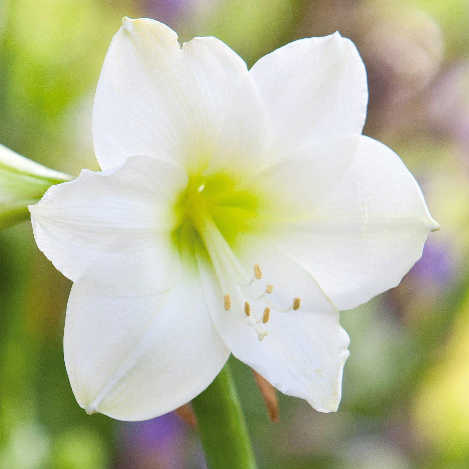 Spring Plant Clips Easy to Grow Amaryllis White Christmas 1 Plant Bulb, Flower Indoor ...