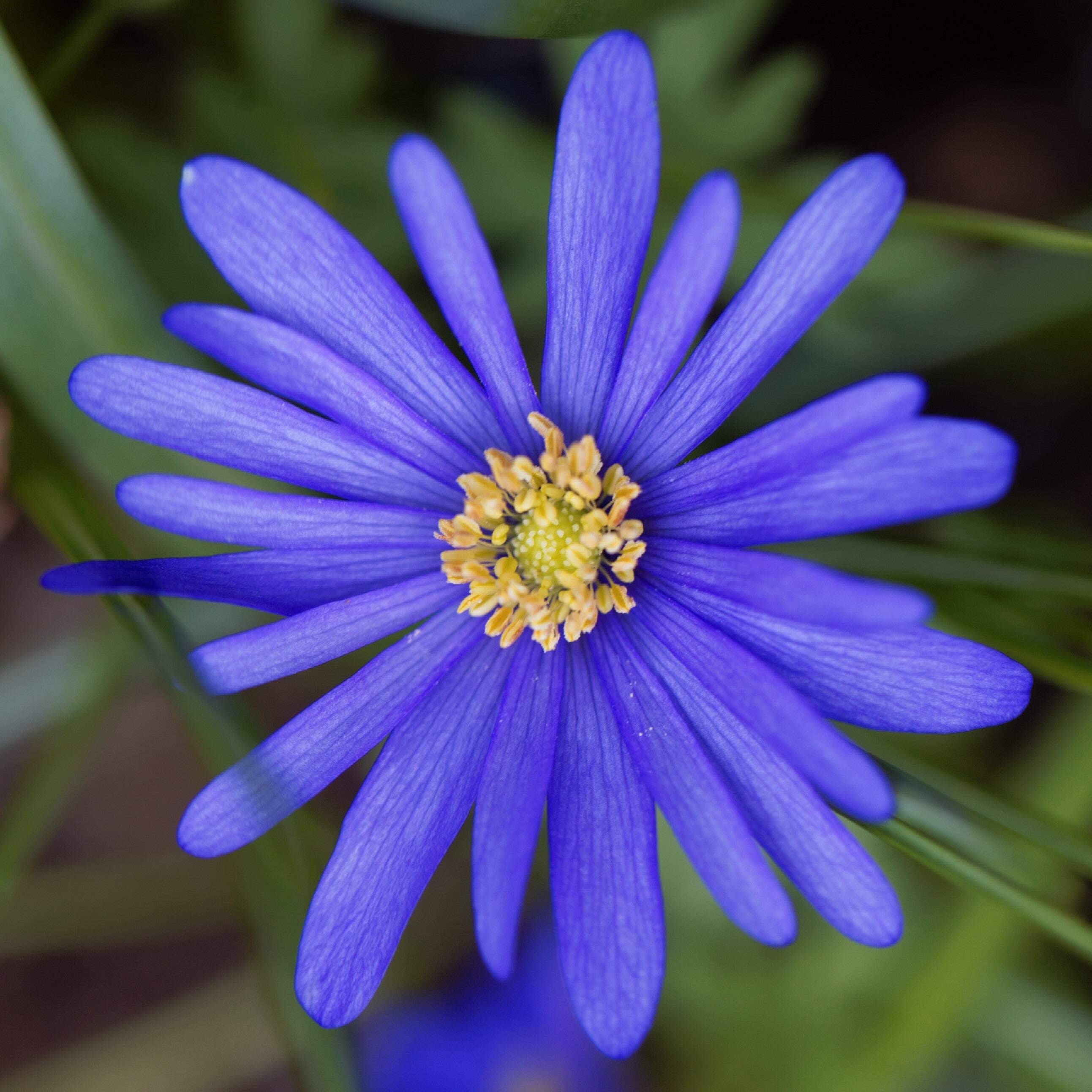 Easy to Grow Anemone Blanda Blue Shades 20 Plant Bulbs, Flowers in Spring  Outdoor - Walmart.com