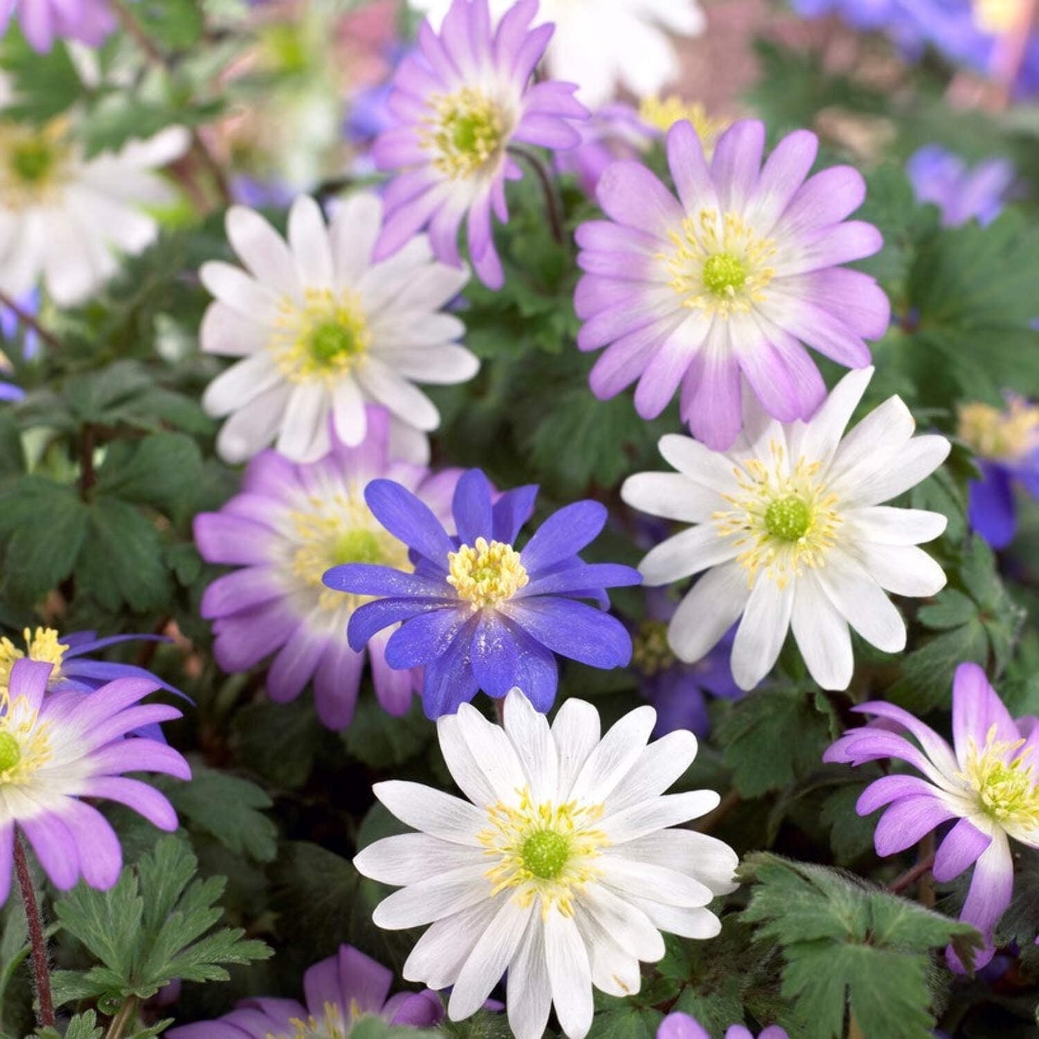 Easy to Grow Anemone Blanda Flutter Mix 60 Plant Bulbs, Spring Flowers ...