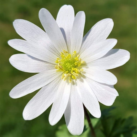 Easy to Grow Anemone Blanda White Shades 20 Plant Bulbs, Spring Flowers Outdoor