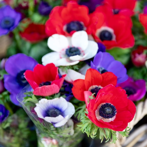 Easy to Grow Anemone Monarch de Caen Mix 60 Plant Bulbs, Spring Bloom Sun