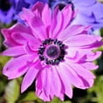 thumbnail image 1 of Easy to Grow Anemone The Admiral 20 Plant Bulbs, Spring Flowers Outdoor, 1 of 1