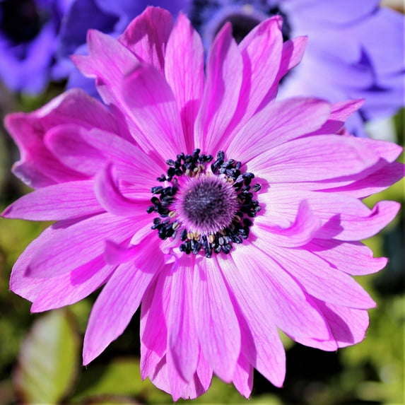 Easy to Grow Anemone The Admiral 20 Plant Bulbs, Spring Flowers Outdoor