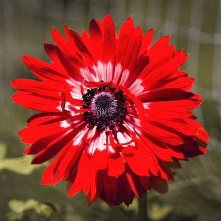 Easy to Grow Anemone The Governor 20 Plant Bulbs, Spring Flowers Outdoor
