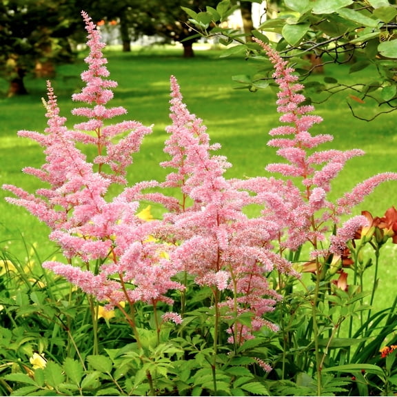 Easy to Grow Astilbe Europa 1 Plant Root, Pink Flowers Summer Shade