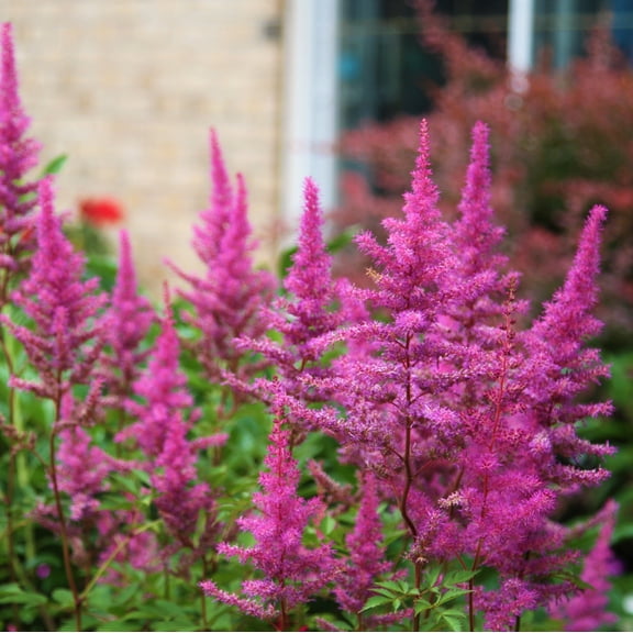 Easy to Grow Astilbe Maggie Daley 1 Plant Root, Dark Pink Flowers Summer Shade
