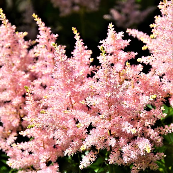 Easy to Grow Astilbe Peach Blossom 1 Plant Root, Pink Flowers Summer Shade