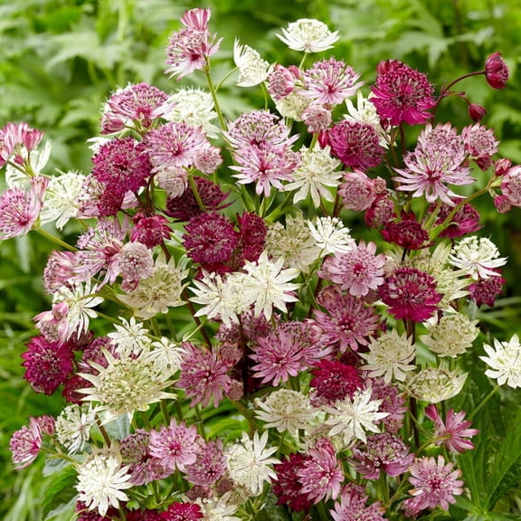 Easy to Grow Astrantia Sparkling Stars Mix 3 Plant Roots, Pink & White Summer Blooms Partial Sun