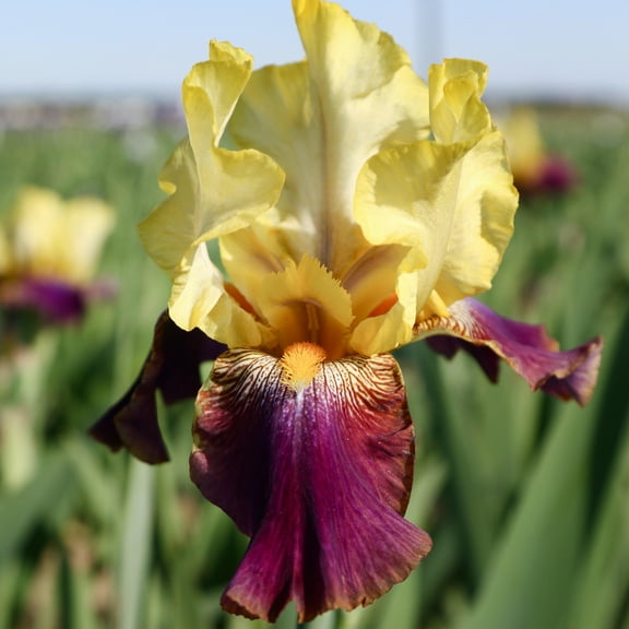 Easy to Grow Bearded Iris Blatant 9 Bulbs, Flowers Spring & Fall Zones 3-10