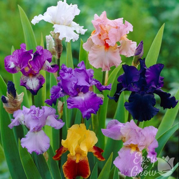 Easy to Grow Bearded Iris Colorful Crop Mix 3 Bulbs, Flowers Spring & Fall Zones 3-10