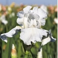 thumbnail image 1 of Easy to Grow Bearded Iris Immortality 9 Bulbs, Flowers Spring & Fall Zones 3-10, 1 of 4