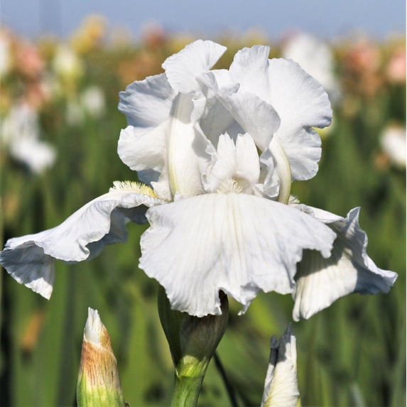 Easy to Grow Bearded Iris Immortality 9 Bulbs, Flowers Spring & Fall Zones 3-10