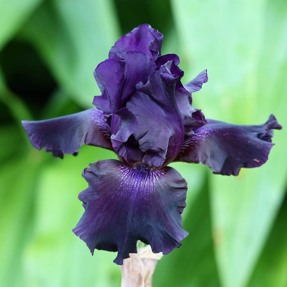 Easy to Grow Bearded Iris Ozark Rebounder 3 Bulbs, Flowers Spring & Fall Zones 3-10