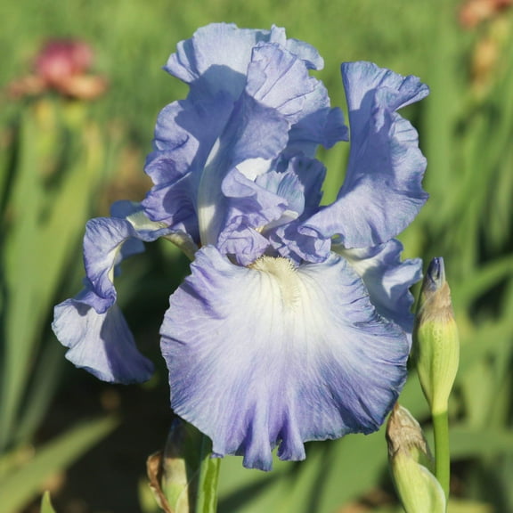 Easy to Grow Bearded Iris Victoria Falls 9 Bulbs, Flowers Spring & Fall Zones 3-10