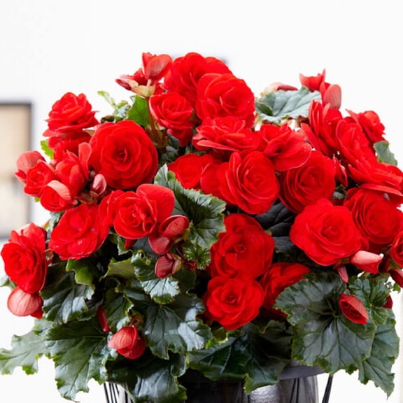 Easy to Grow Begonia Giant Ruffled Red 3 Tubers, Blooms Summer to Fall Partial Shade