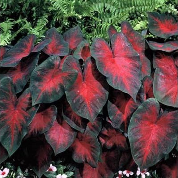 Easy to Grow Caladium Postman Joyner 3 Tubers, Dark Red Foliage Partial Shade Summer