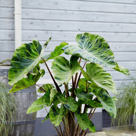 Easy to Grow Colocasia Mojito 1 Plant Bulb, Variegated Tropical Foliage Summer