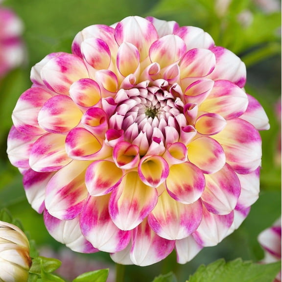 Easy to Grow Dahlia Hawaii 3 Tuber Clumps, Multicolor Blooms Summer Sun