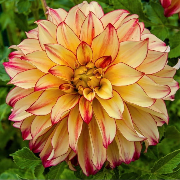 Easy to Grow Dahlia Lady Darlene 3 Tuber Clumps, Yellow Magenta Blooms Summer Sun