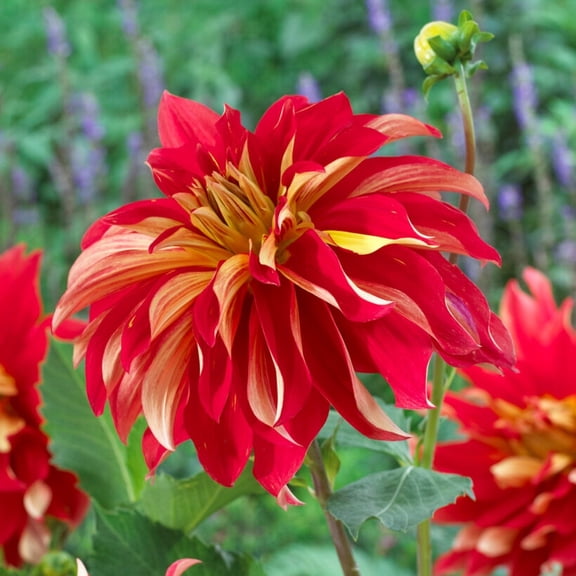 Easy to Grow Dahlia Nick Sr. 3 Tuber Clumps, Large Red Yellow Blooms Summer Sun