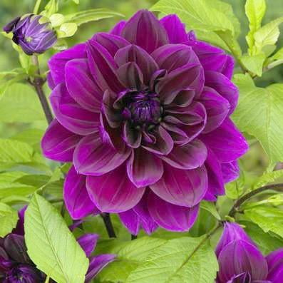 Easy to Grow Dahlia Thomas Edison 3 Tuber Clumps, Purple Blooms Summer Sun